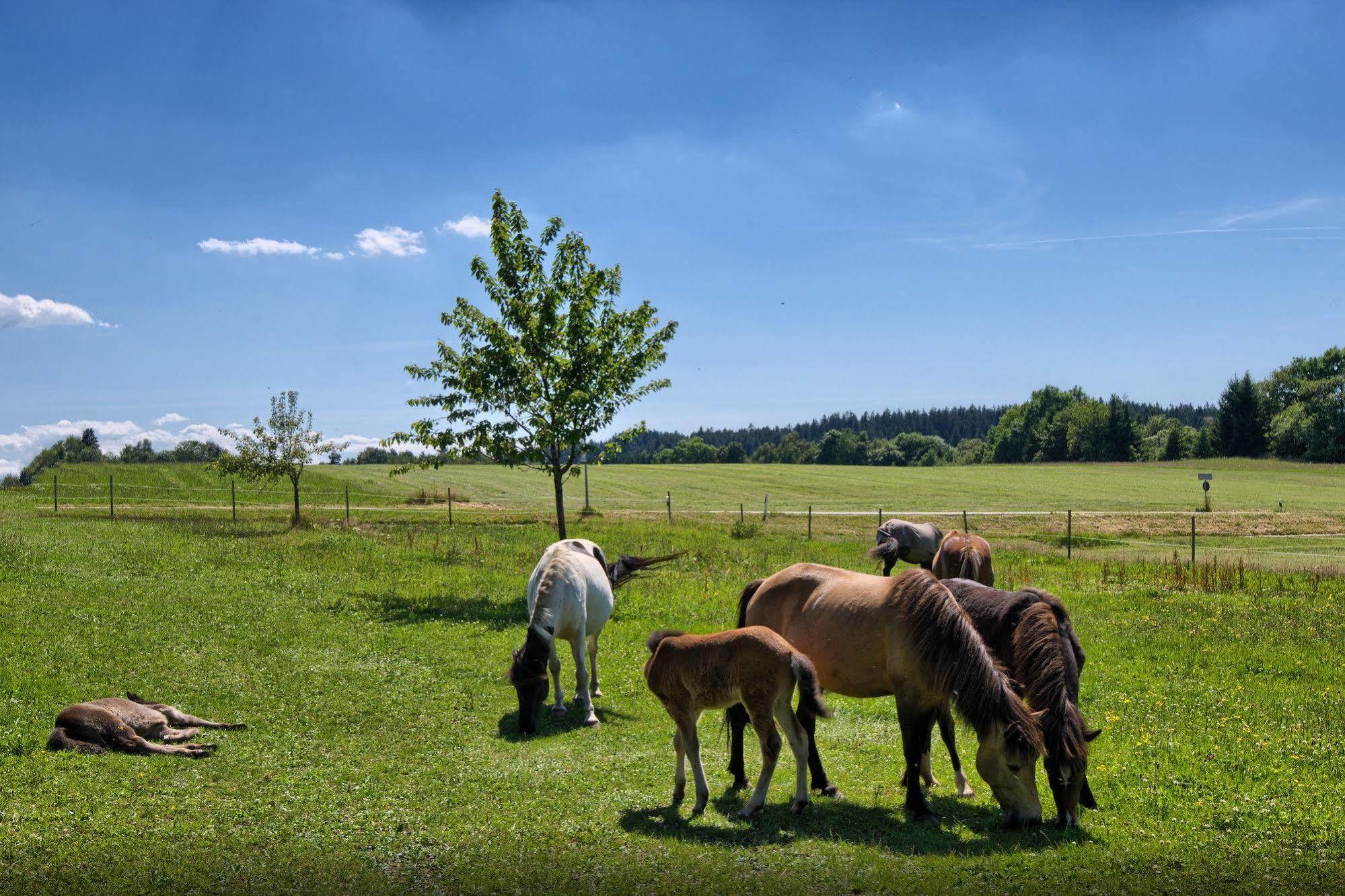 Landgasthof Zum Schwanen Hornberg Exteriör bild